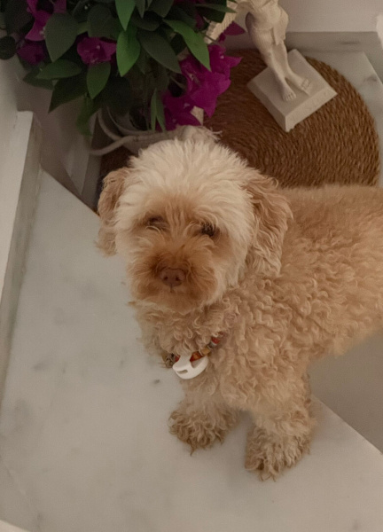 Poodle (Minyatür Kaniş), Köpek  Penny fotoğrafı
