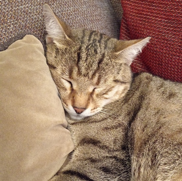 Tekir Kedi, Kedi  Mahmut fotoğrafı