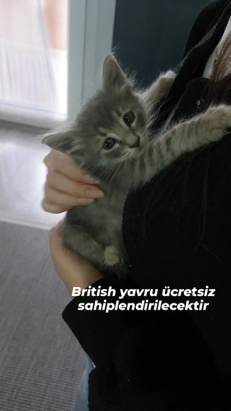 British Shorthair, Kedi  Cesur fotoğrafı