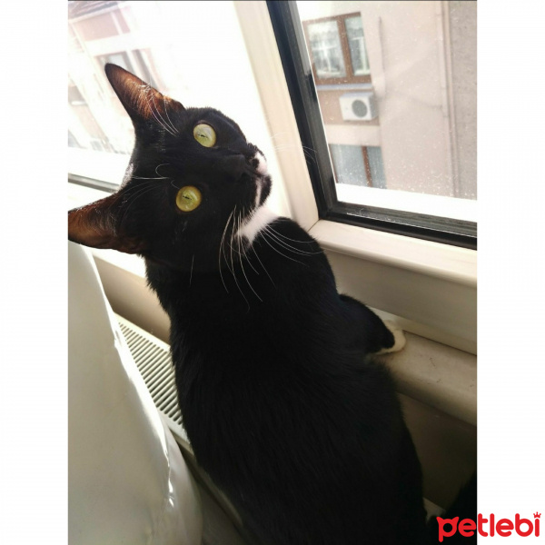  Kedi  Aras (İstanbul/Fatih) fotoğrafı