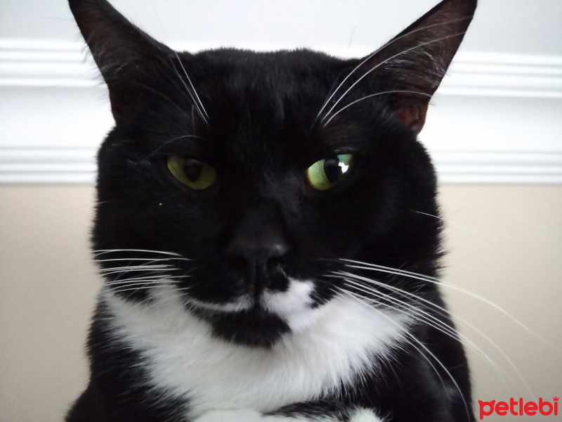  Kedi  Aras (İstanbul/Fatih) fotoğrafı