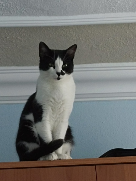 Tuxedo (Smokin) Kedi, Kedi  Mono fotoğrafı