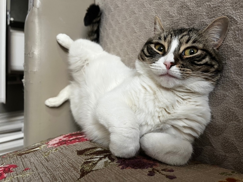 Tekir Kedi, Kedi  Ela fotoğrafı
