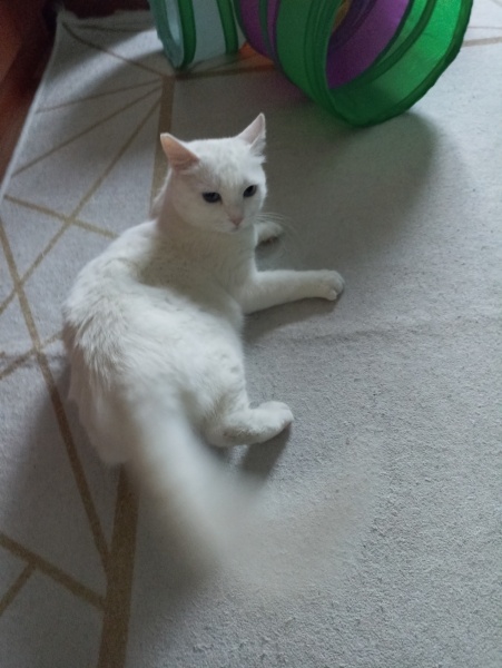 Van Kedisi, Kedi  Mia fotoğrafı