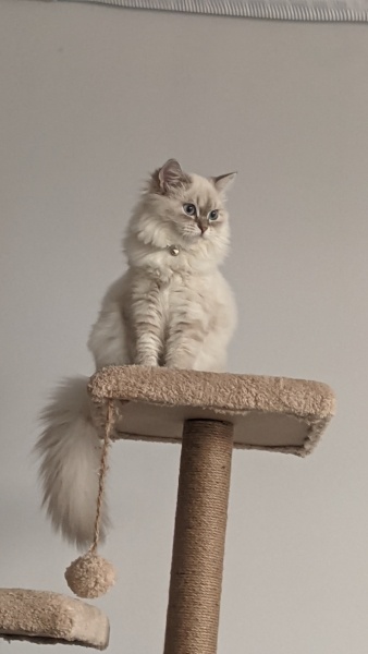 British Longhair, Kedi  Latte fotoğrafı