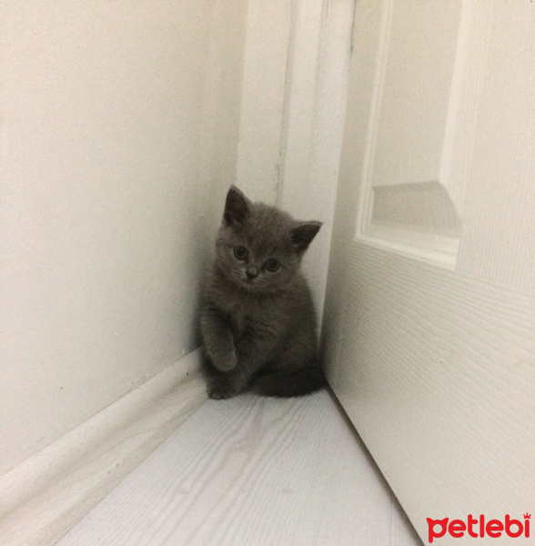 British Shorthair, Kedi  Lila fotoğrafı