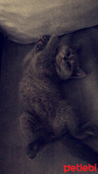 British Shorthair, Kedi  Lila fotoğrafı