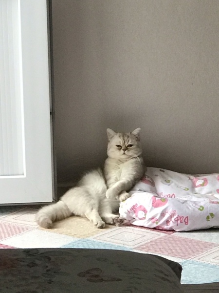 British Shorthair, Kedi  LEO fotoğrafı