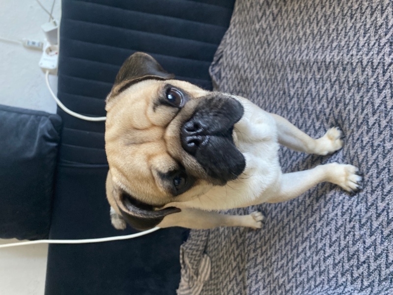 Pug, Köpek  Cengiz fotoğrafı