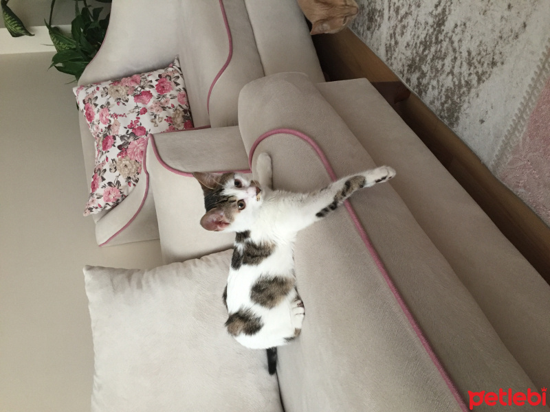 Tekir Kedi, Kedi  Bulut fotoğrafı
