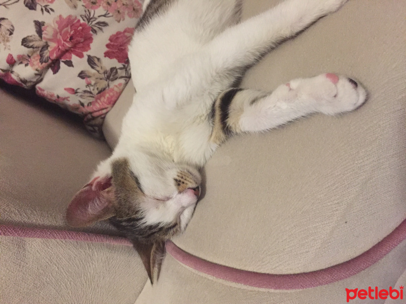 Tekir Kedi, Kedi  Bulut fotoğrafı