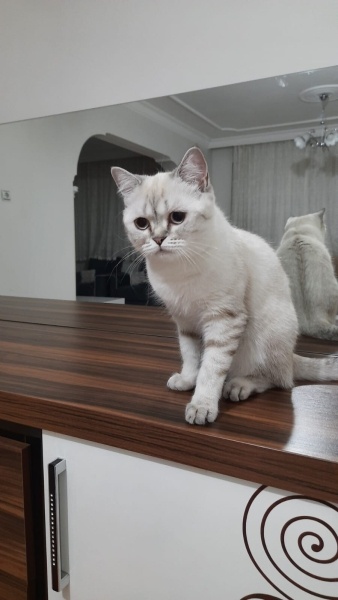 British Shorthair, Kedi  İnci fotoğrafı