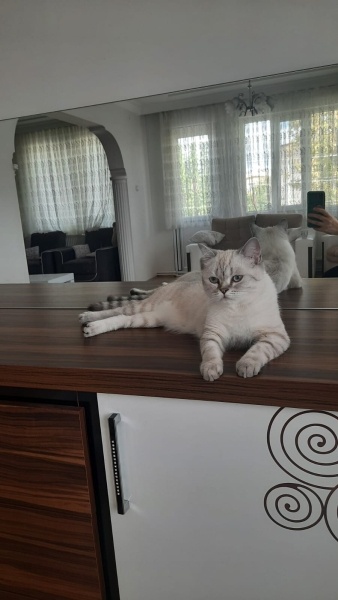 British Shorthair, Kedi  İnci fotoğrafı
