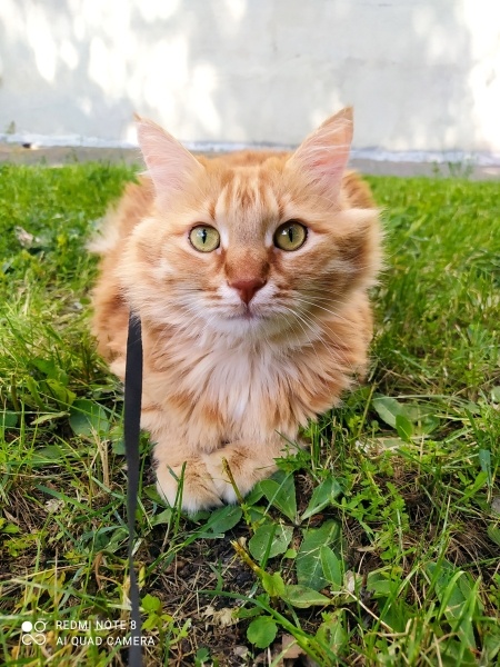 Sarman, Kedi  Minnoş fotoğrafı