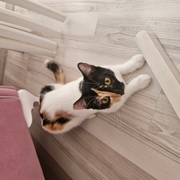 Tekir Kedi, Kedi  ASÌL fotoğrafı