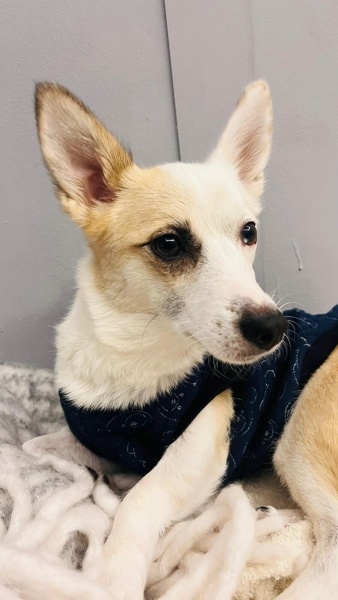 Chihuahua, Köpek  STELLA fotoğrafı