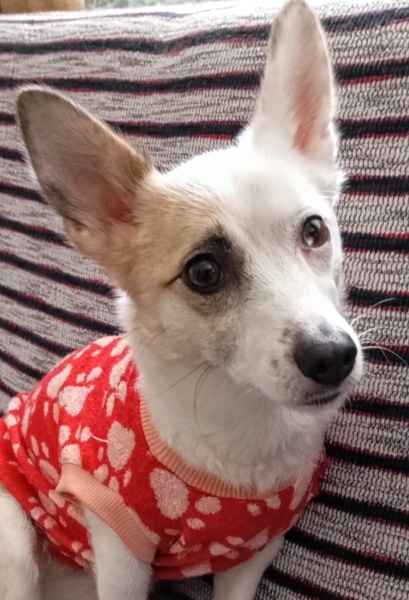 Chihuahua, Köpek  STELLA fotoğrafı