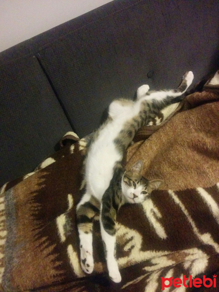 Tekir Kedi, Kedi  Paşa fotoğrafı