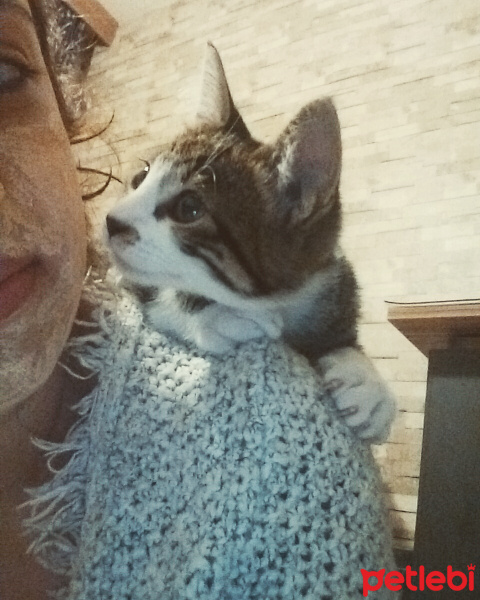 Tekir Kedi, Kedi  Paşa fotoğrafı