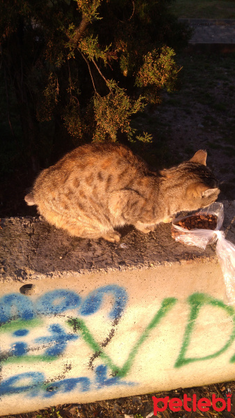 Tekir Kedi, Kedi  Kedi fotoğrafı