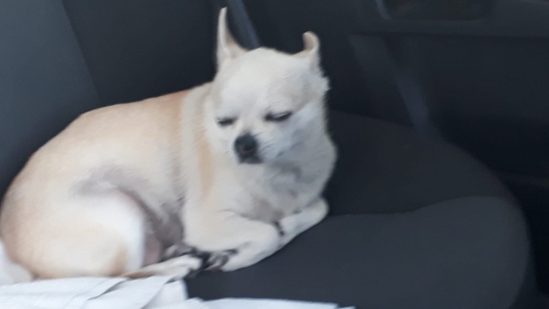 Chihuahua, Köpek  april fotoğrafı