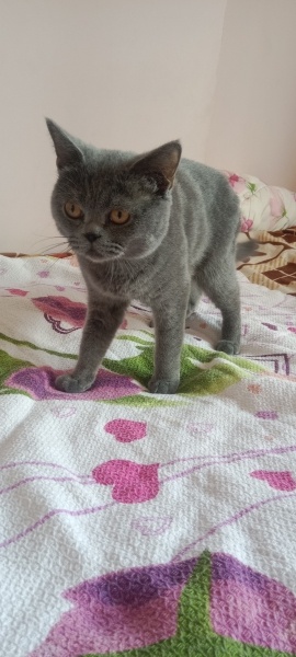 British Shorthair, Kedi  Ares fotoğrafı
