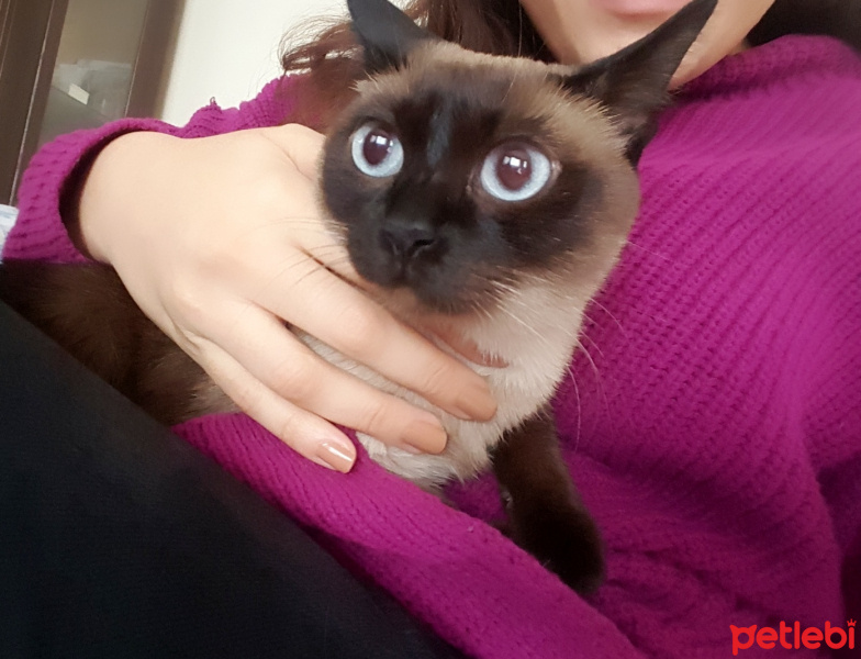 Siyam Kedisi, Kedi  Hera fotoğrafı