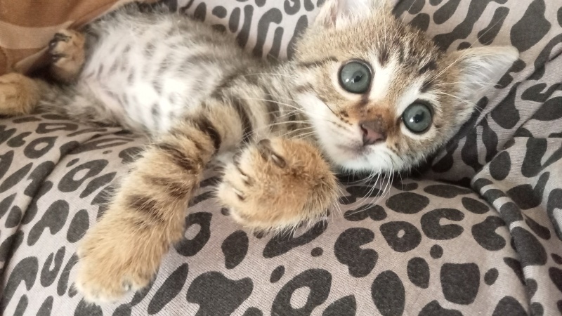 Tekir Kedi, Kedi  Müzza fotoğrafı