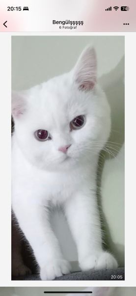 British Shorthair, Kedi  Alex fotoğrafı