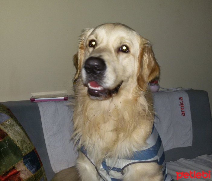 Golden Retriever, Köpek  Bambam fotoğrafı