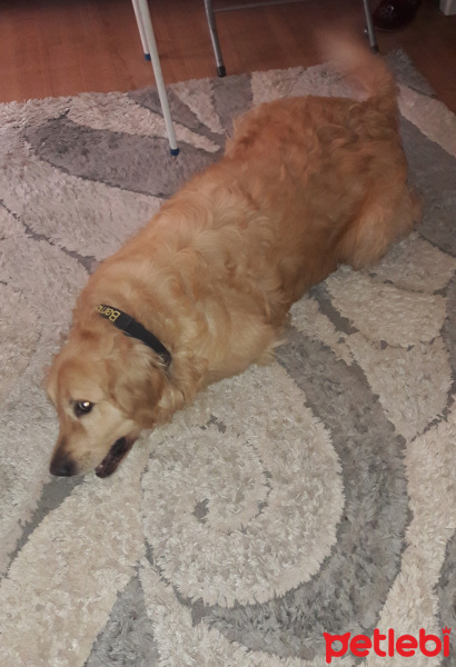 Golden Retriever, Köpek  Bambam fotoğrafı