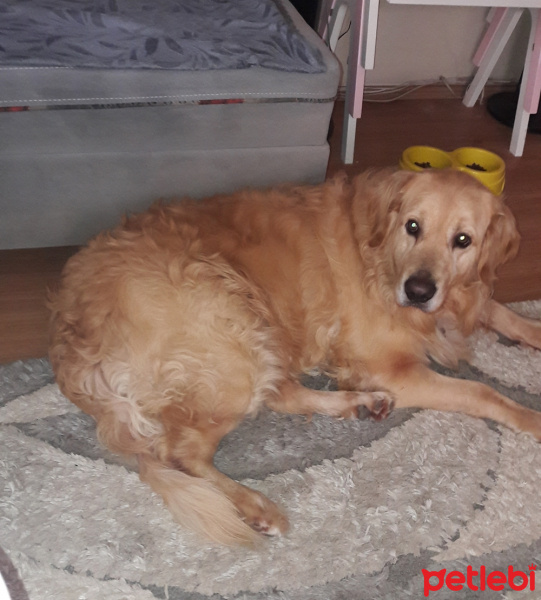 Golden Retriever, Köpek  Bambam fotoğrafı
