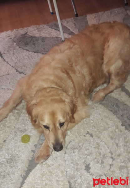 Golden Retriever, Köpek  Bambam fotoğrafı