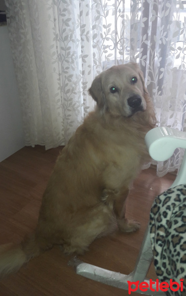 Golden Retriever, Köpek  Bambam fotoğrafı