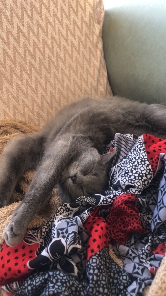 British Shorthair, Kedi  Susam fotoğrafı