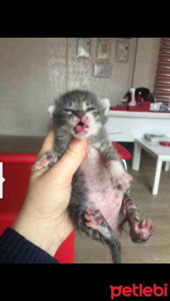 Tekir Kedi, Kedi  Teddy fotoğrafı