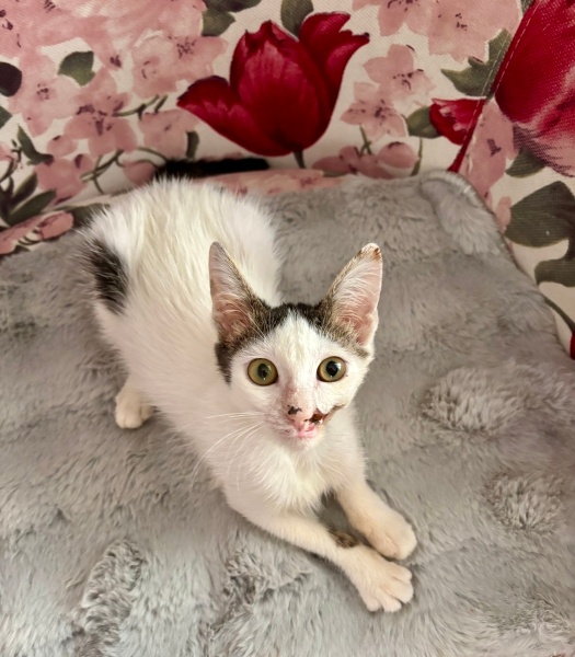 Tekir Kedi, Kedi  Umut fotoğrafı