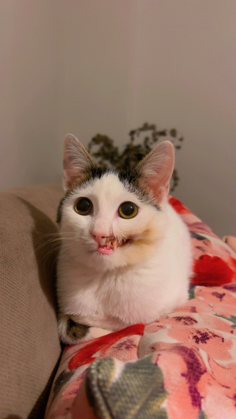 Tekir Kedi, Kedi  Umut fotoğrafı