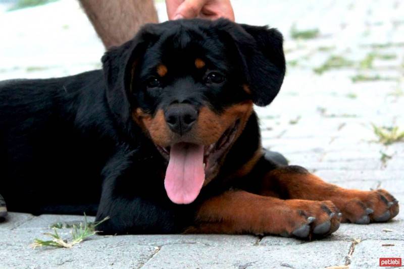 Rottweiler, Köpek  Odin Von Strabon fotoğrafı