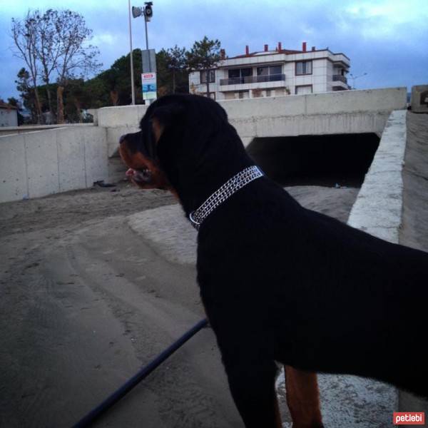 Rottweiler, Köpek  Odin Von Strabon fotoğrafı