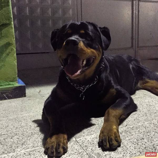 Rottweiler, Köpek  Odin Von Strabon fotoğrafı