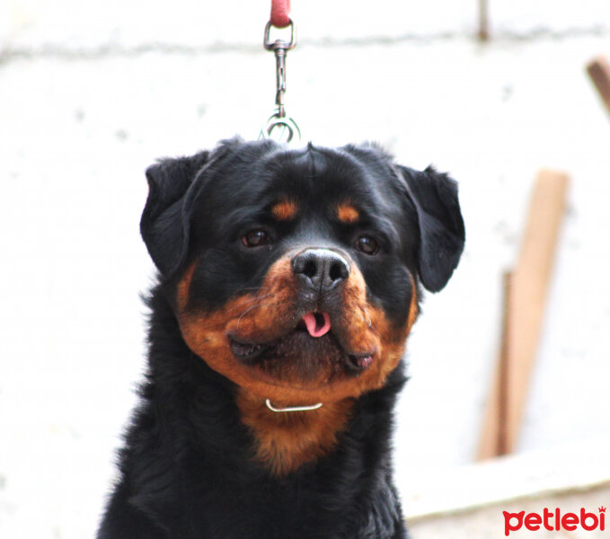 Rottweiler, Köpek  Odin Von Strabon fotoğrafı