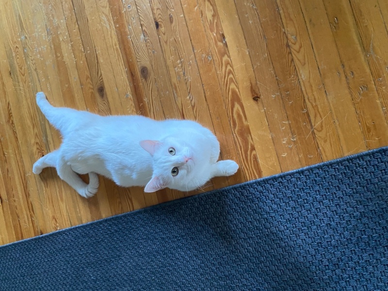 Ankara Kedisi, Kedi  Thor fotoğrafı