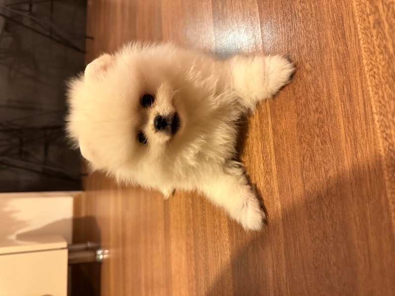 Pomeranyalı, Köpek  Bali fotoğrafı