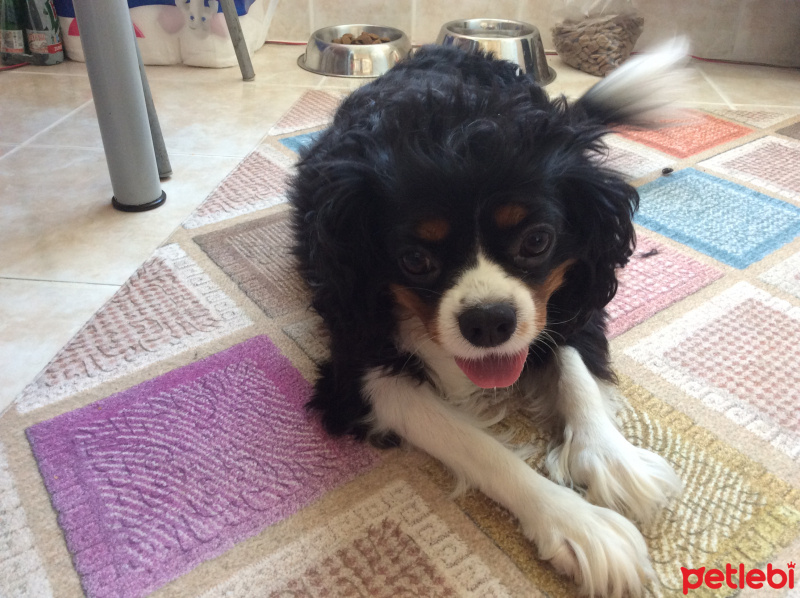 Cavalier King Charles Spanieli, Köpek  Daisy fotoğrafı