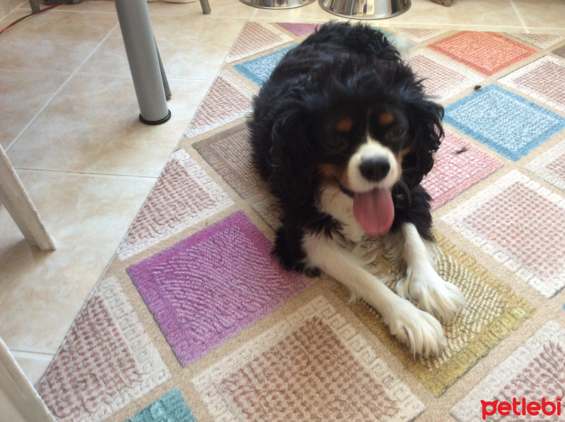 Cavalier King Charles Spanieli, Köpek  Daisy fotoğrafı