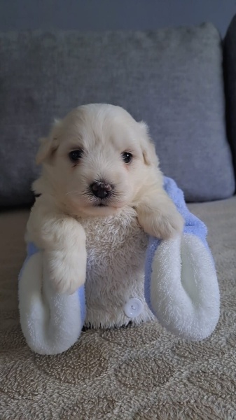 Pomeranyalı, Köpek  Ponçik fotoğrafı