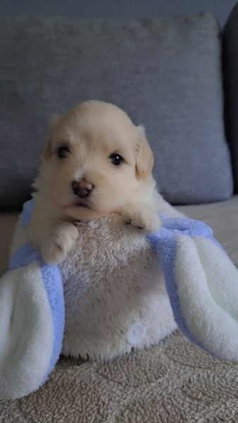 Pomeranyalı, Köpek  Ponçik fotoğrafı