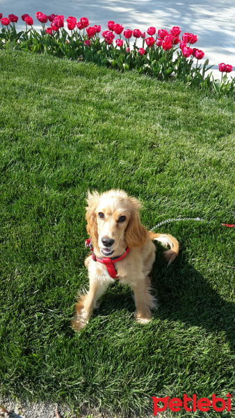 İngiliz Cocker Spaniel, Köpek  canis fotoğrafı