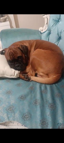 Boxer, Köpek  Peanut fotoğrafı